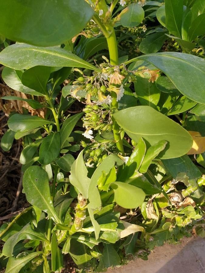 Scaevola 17
