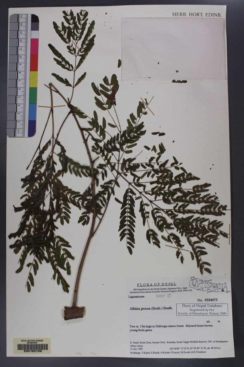 Schneller Seidenbaum 5