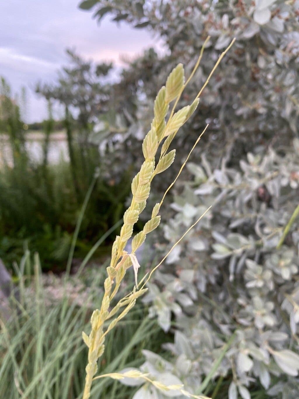 Avena marittima 7