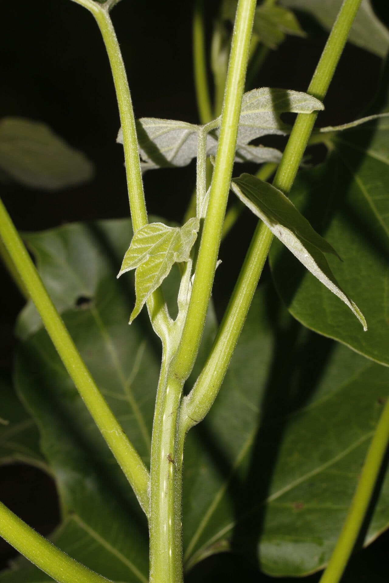 Gyrocarpus 2