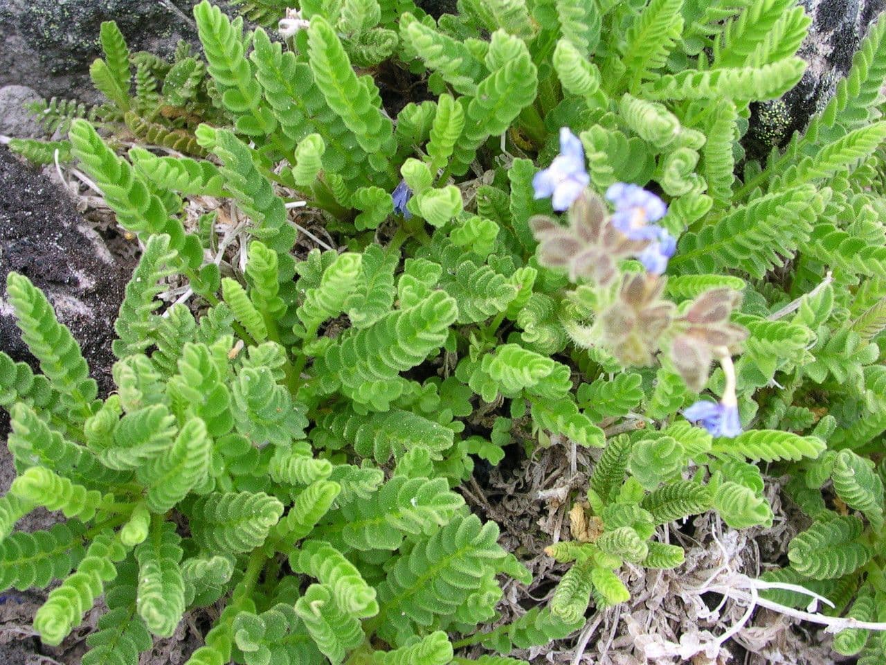 Polémone élégante 9