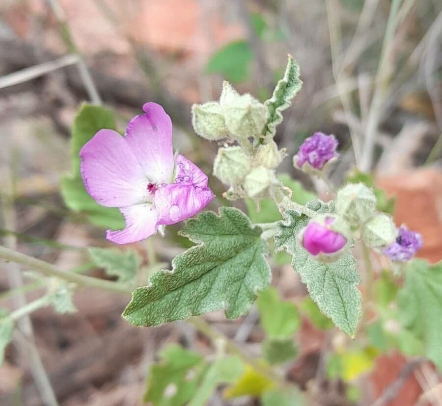 Sphaeralcea 5