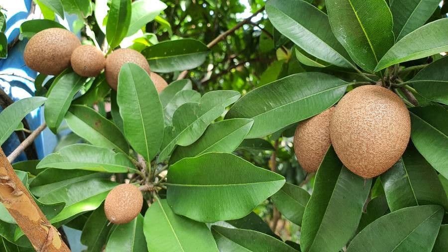 Sapodilla 2