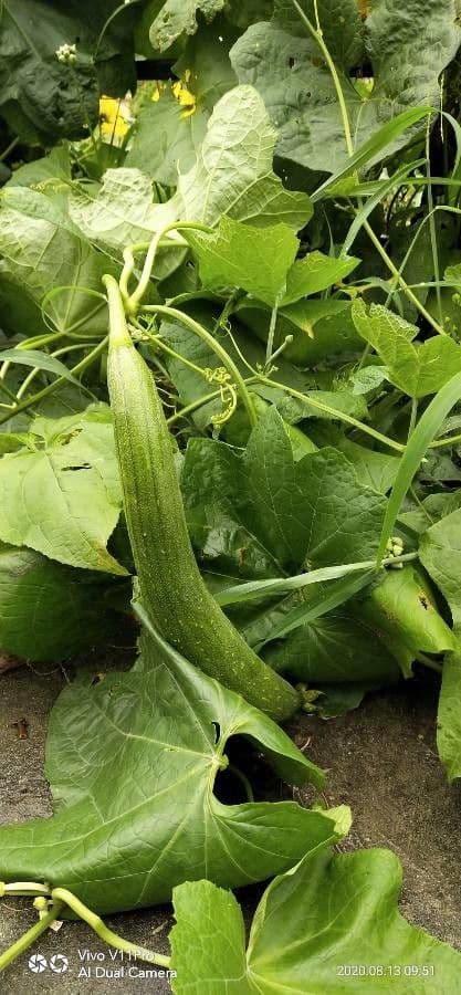 Luffa 4