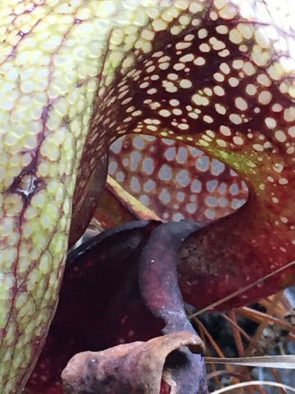 Darlingtonia californica 22
