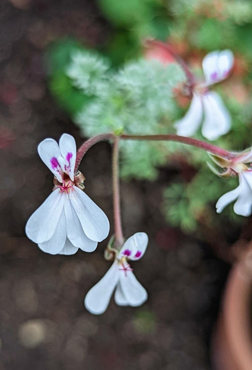 Geranium 4