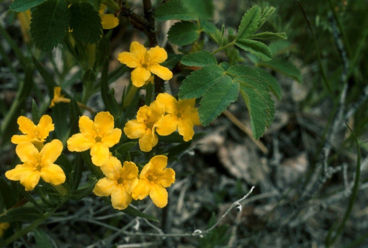 Lithospermum 8