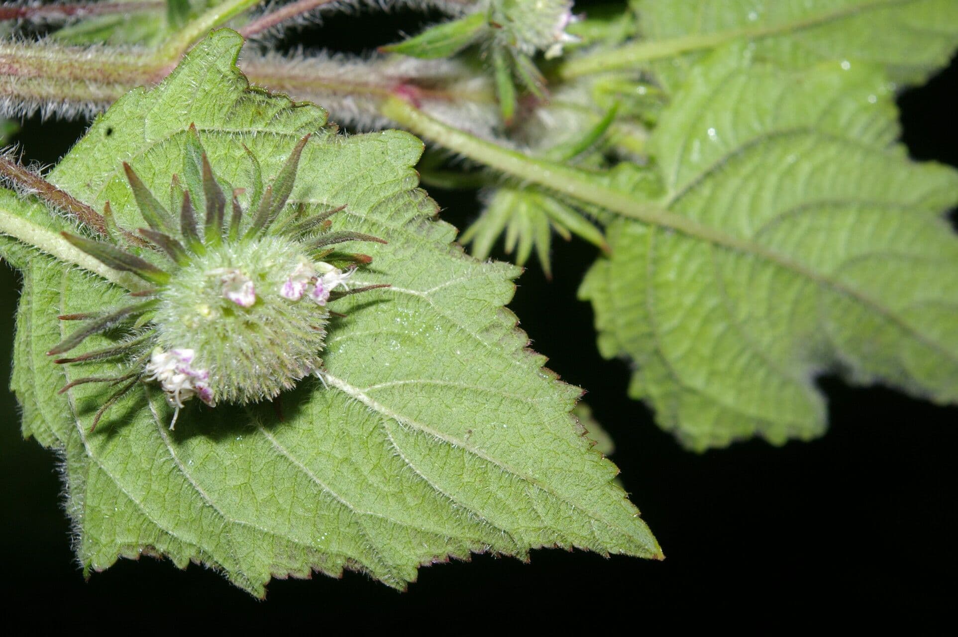 Hyptis sinuata 4