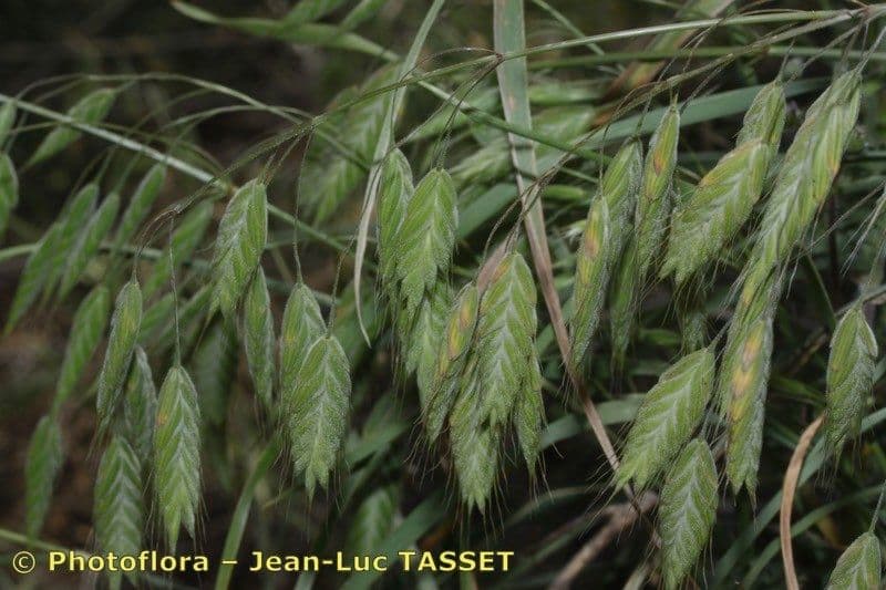 Bromus squarrosus 7