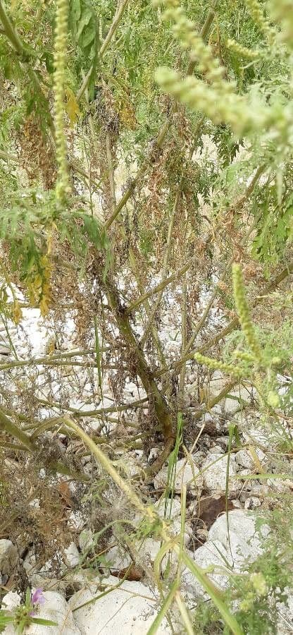 Ambrózia palinolistá 28