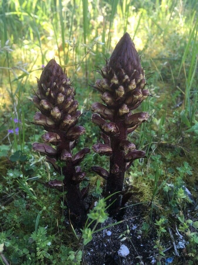 Orobanche alba 13