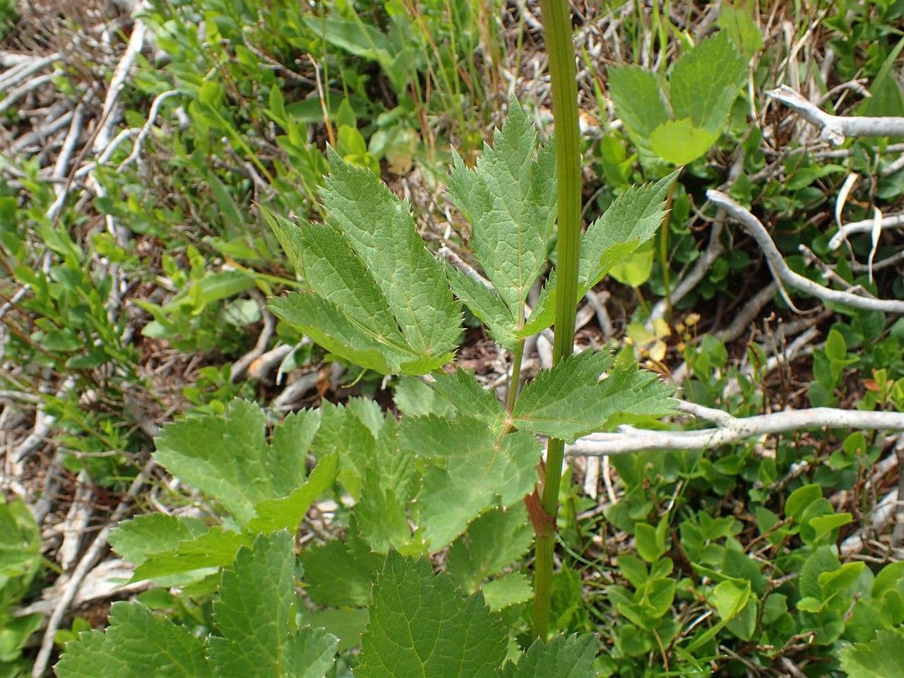 Meduňka lékařská 10