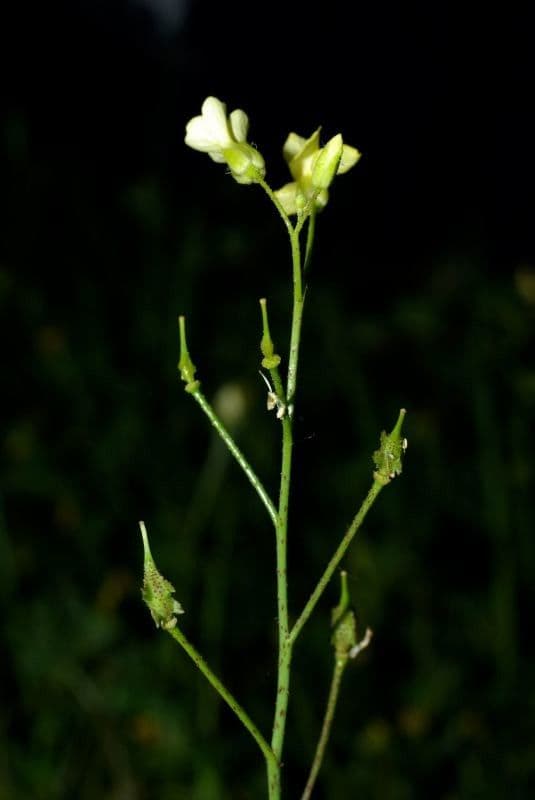 Bunias erucago 28