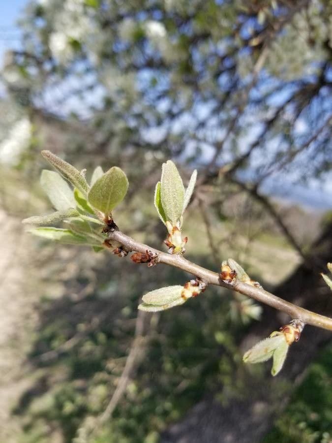 Peral de hoja de almendro 18