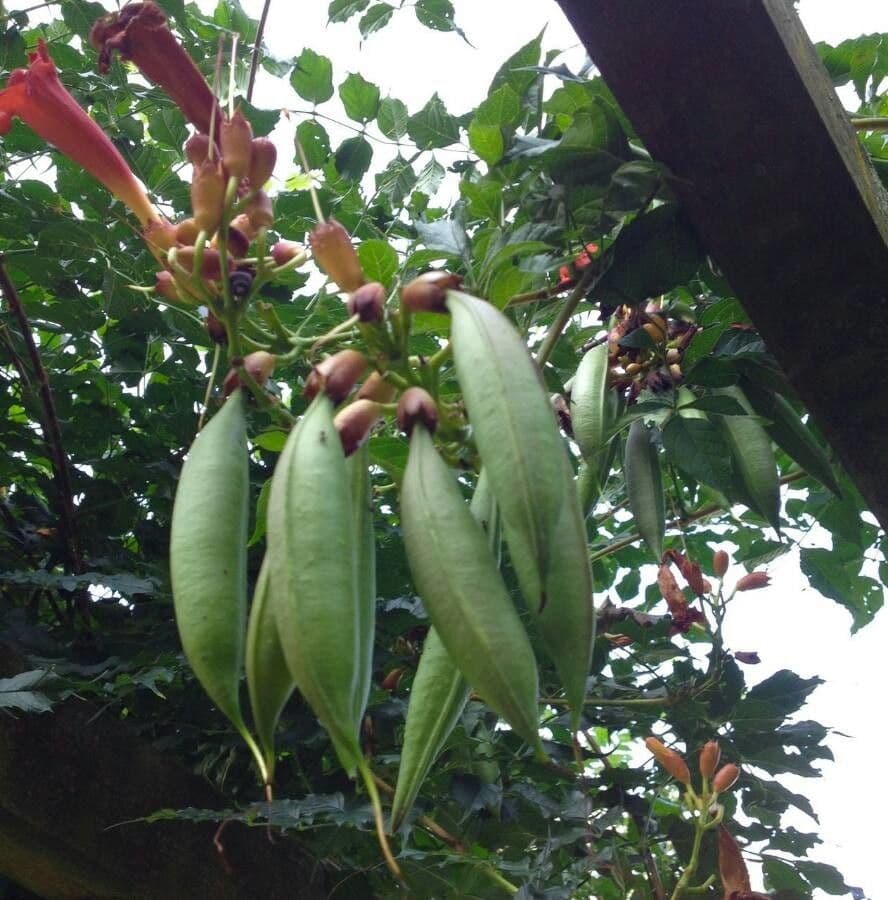 Bignonia cinese 4