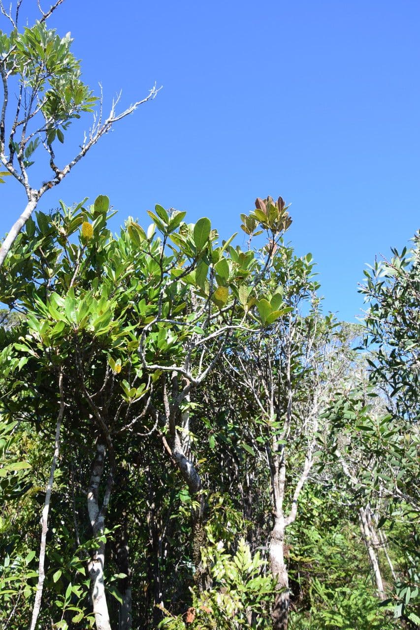 Ixora