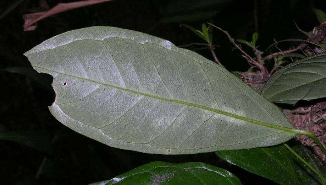 Anturio 3