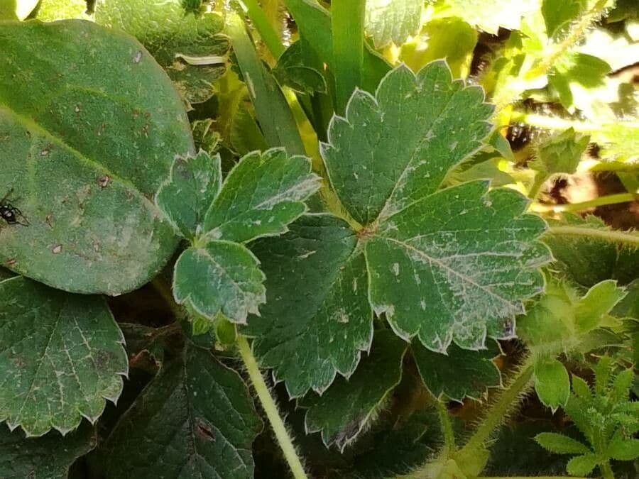Strawberryleaf cinquefoil 18