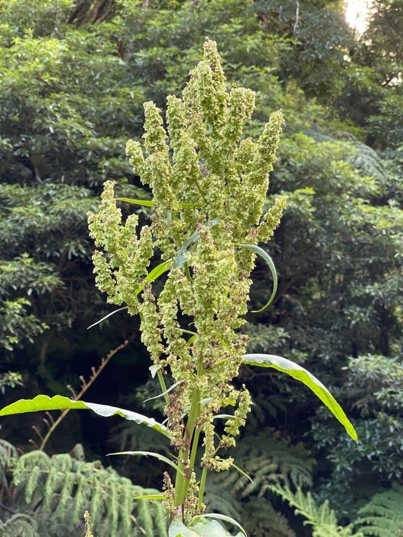 Acetosa