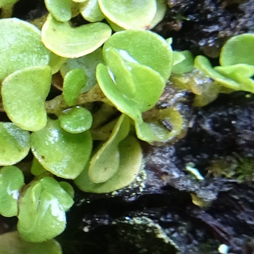 Nertera granadensis 11