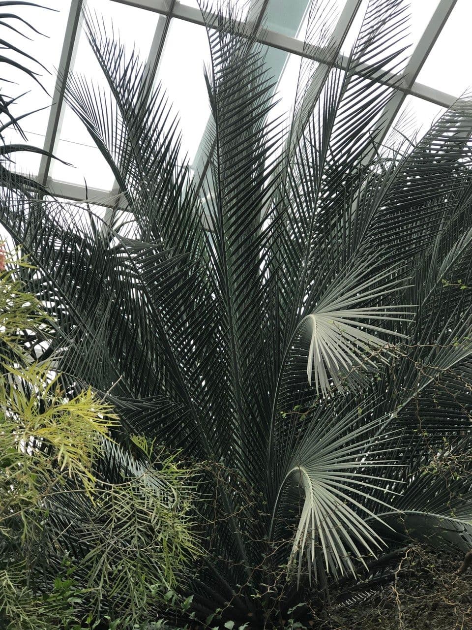 Moore-Zamia 12