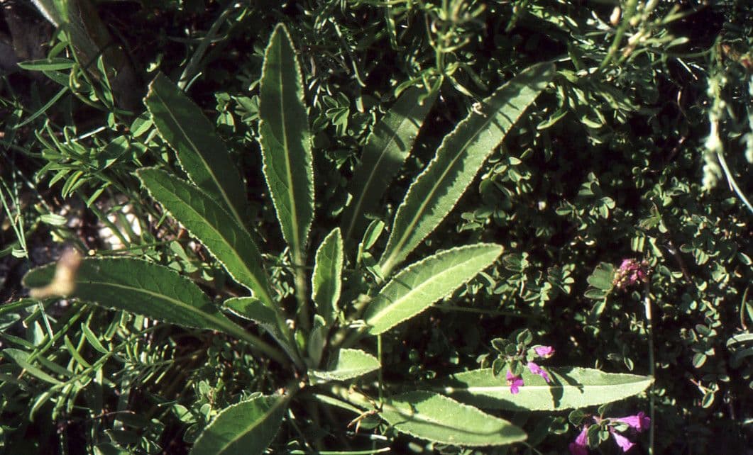 Campanula spigata 14