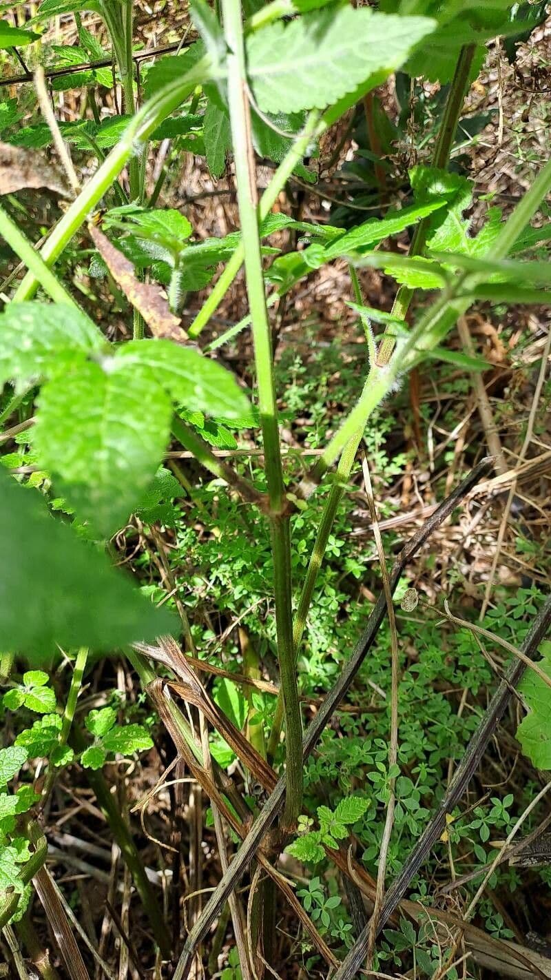 Cedronella canaria 13