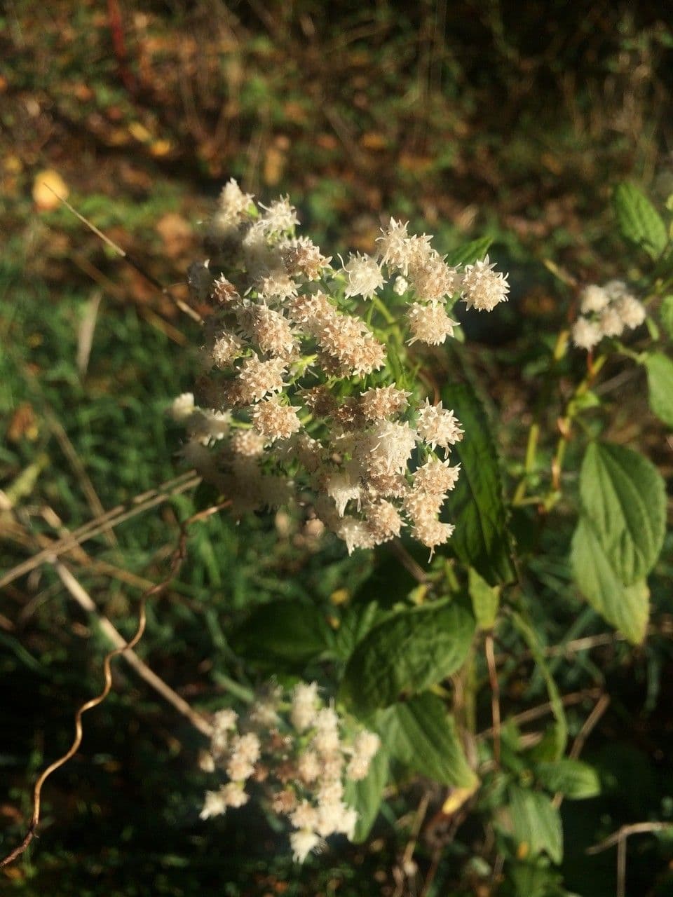 Ageratina aromatica 9
