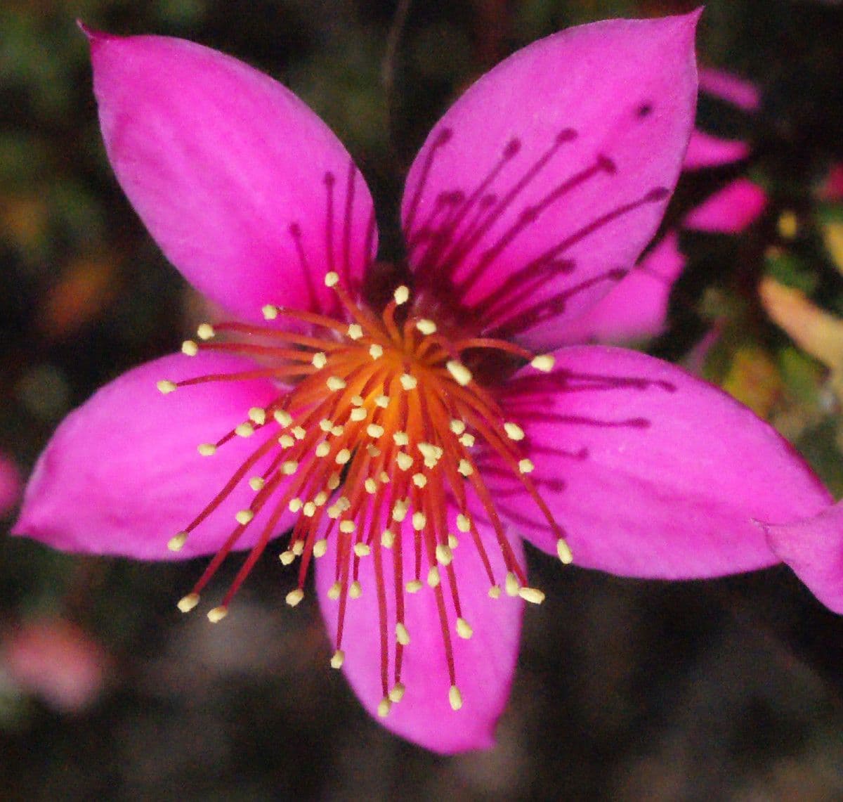Calytrix 2