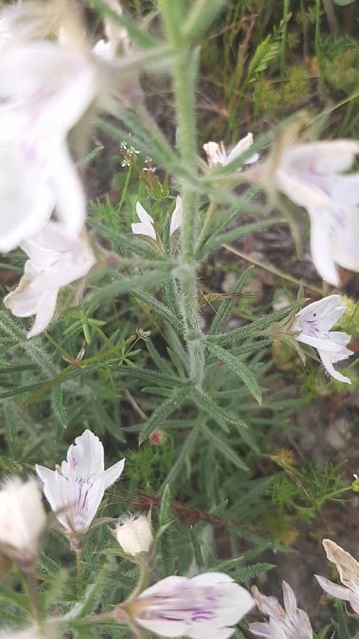 Teucrium pseudochamaepitys 23