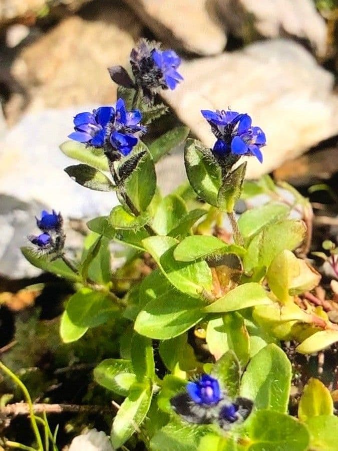 Veronica alpina 9