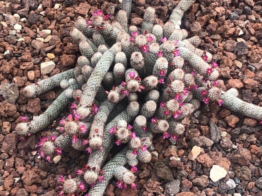 Mammillaria 2