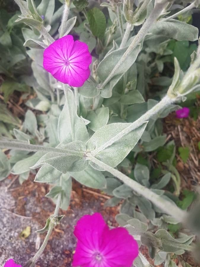 Silene 10