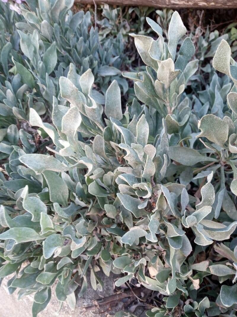 Limoniastrum monopetalum 17