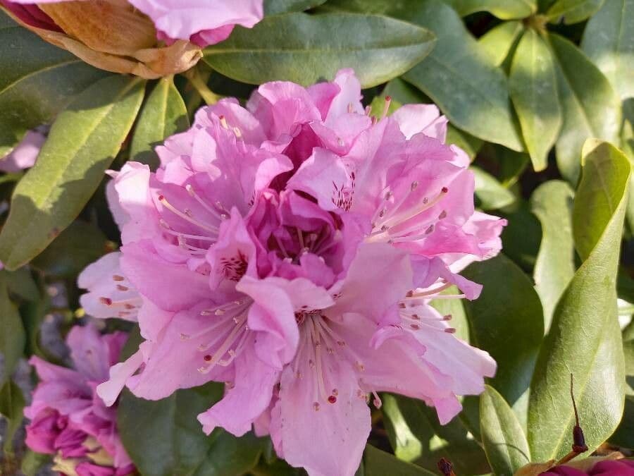 Rododendro massimo 7