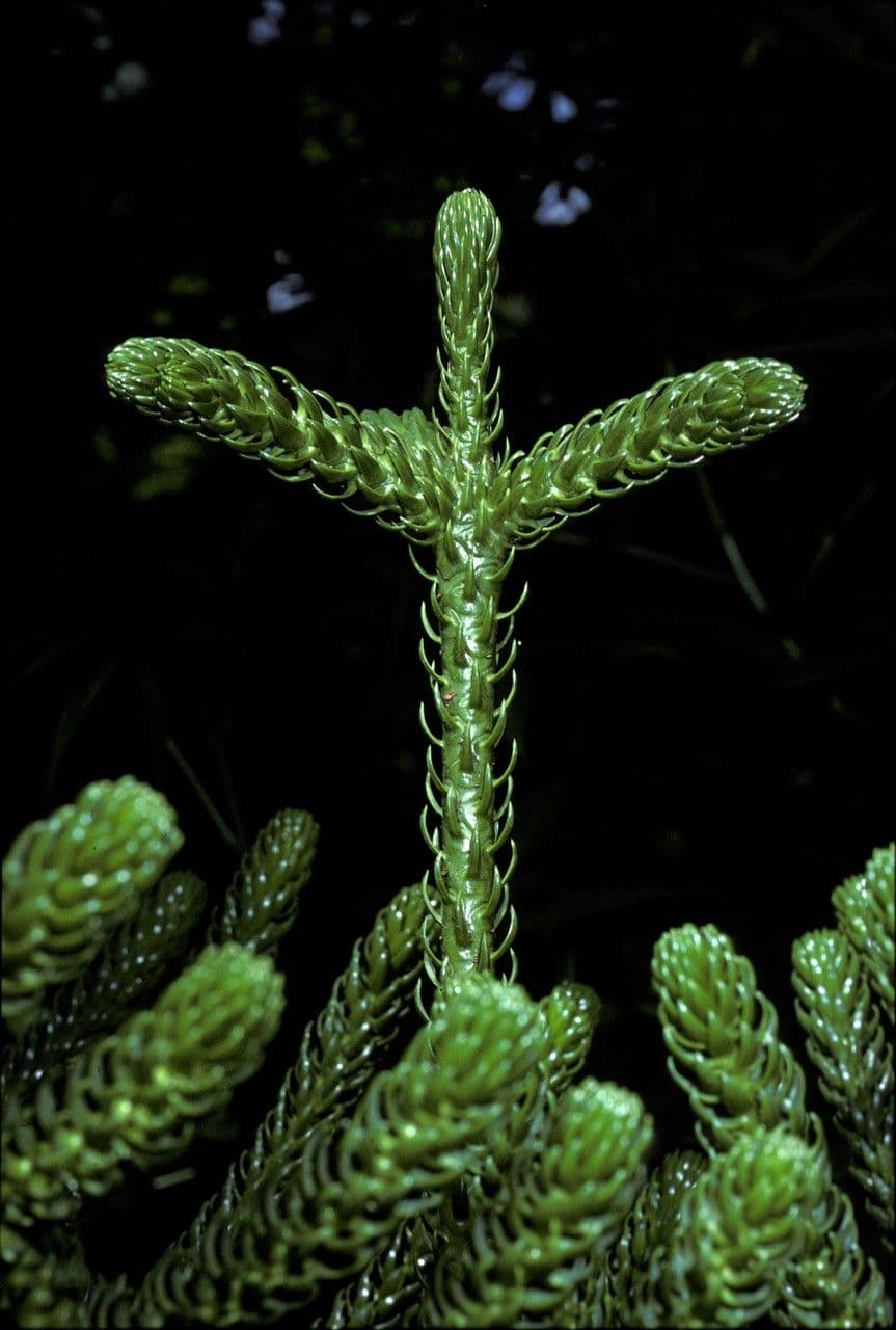 Araucaria 14