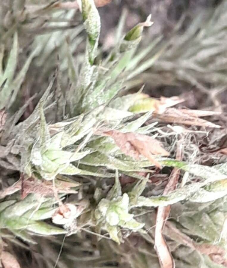 Tillandsia 4