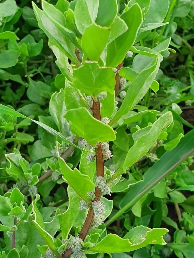 Tetragonia