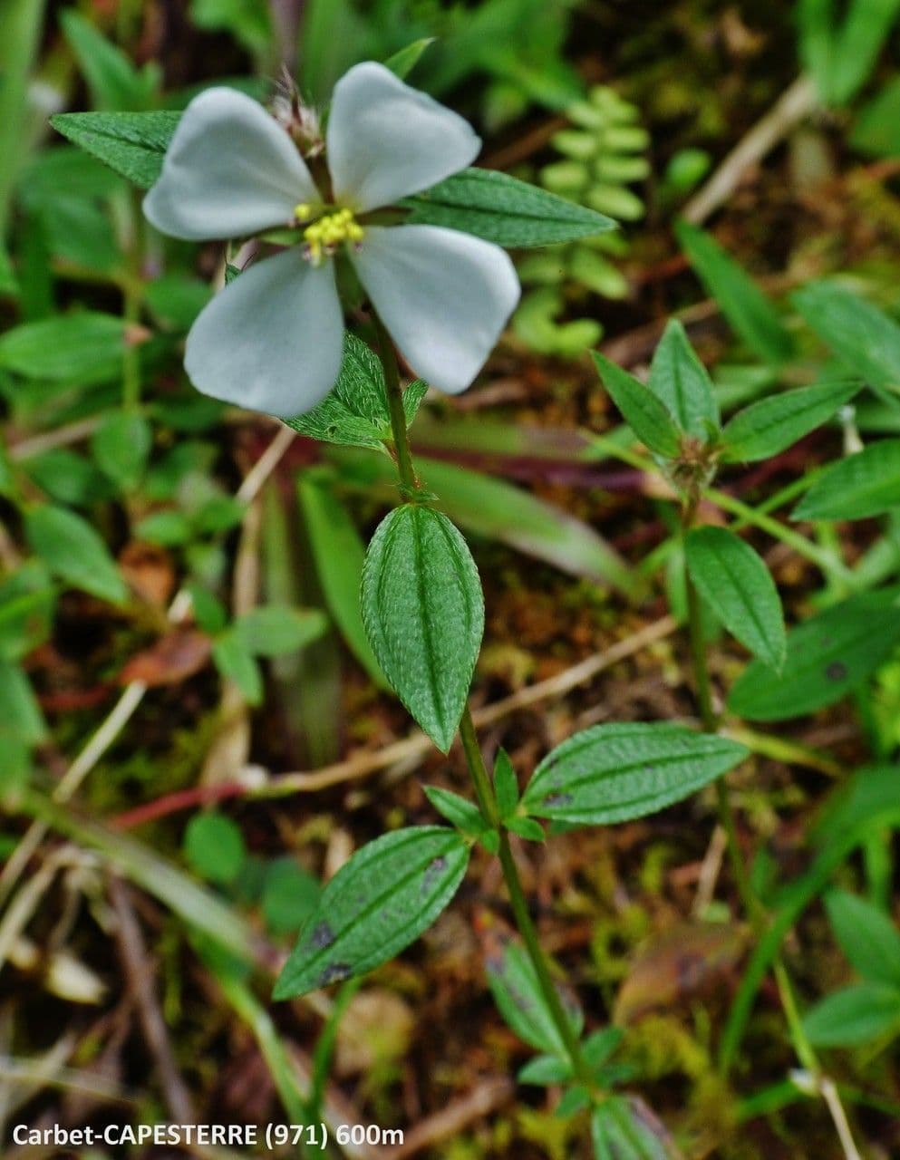 Falsa prateria 15