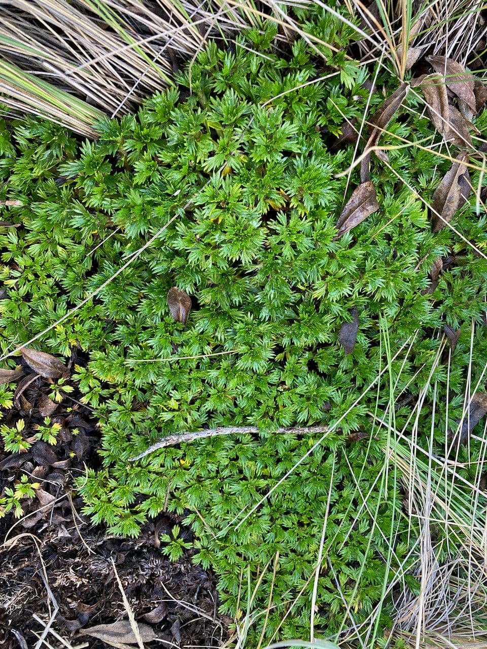 Azorella 6