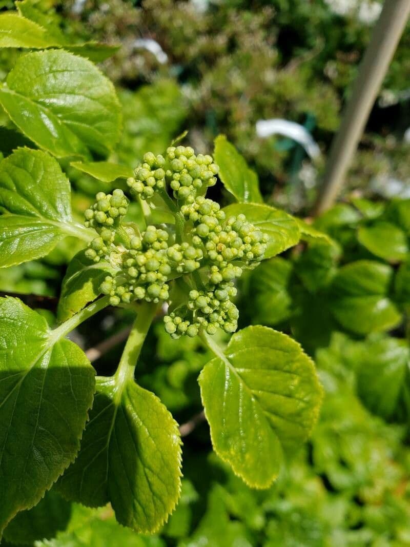 Hortenzie 2