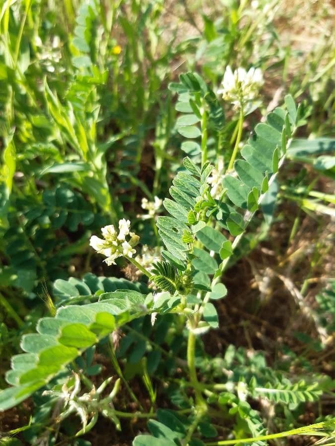 Astragalus hamosus 16