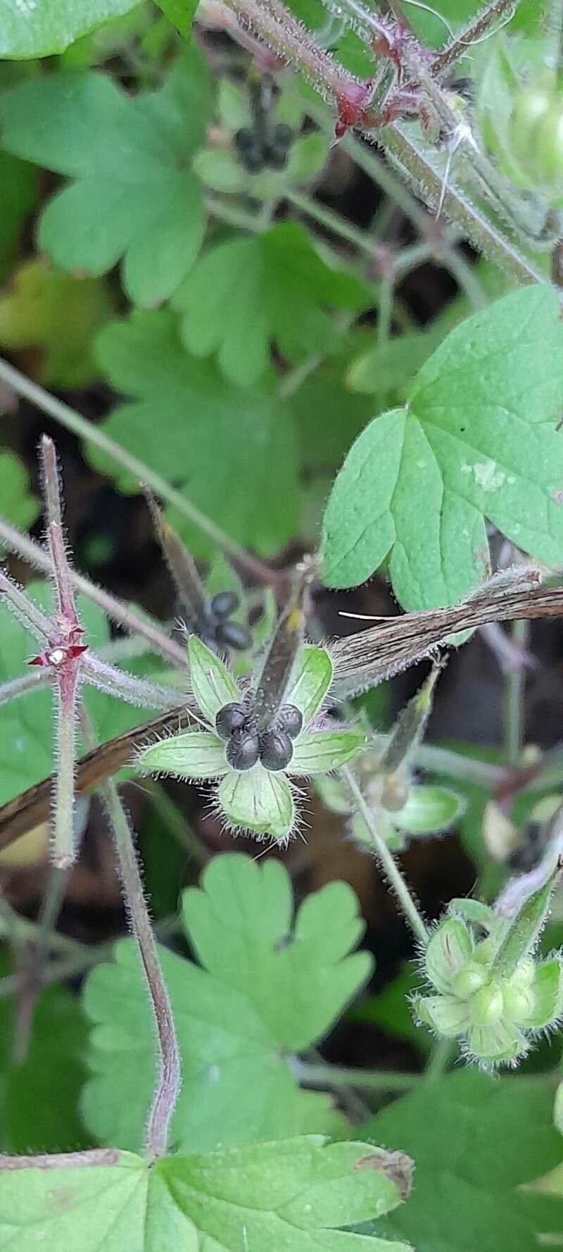Géranium à feuilles rondes 5