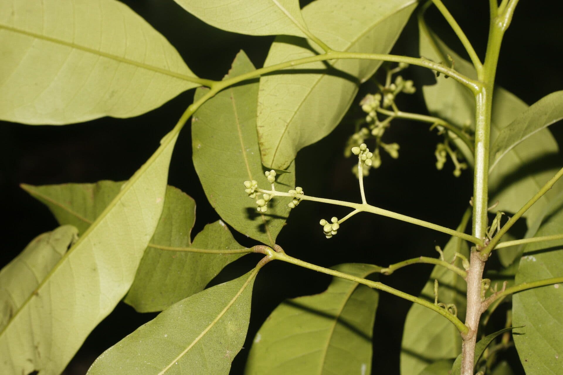 Trichilia 14