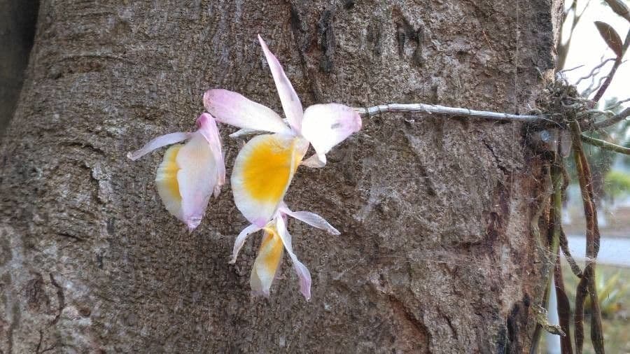 Orchidea scarpetta