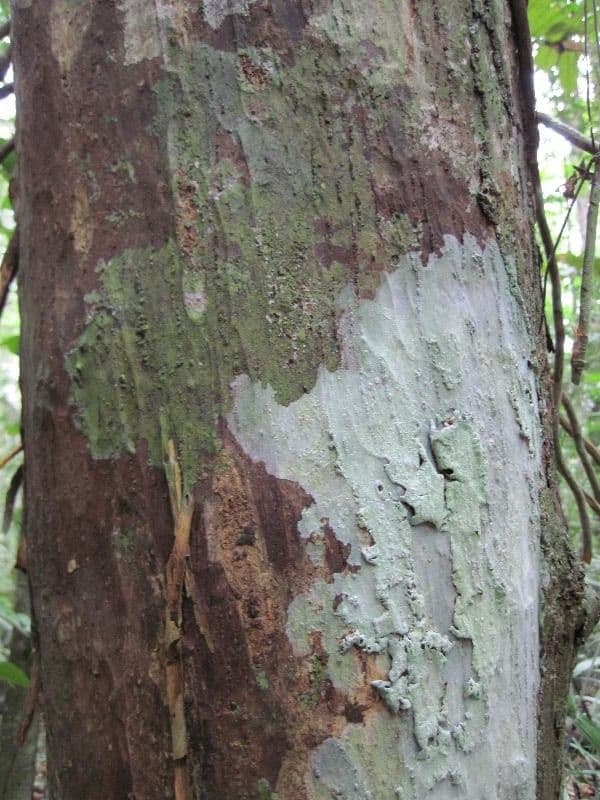 Eschweilera 9