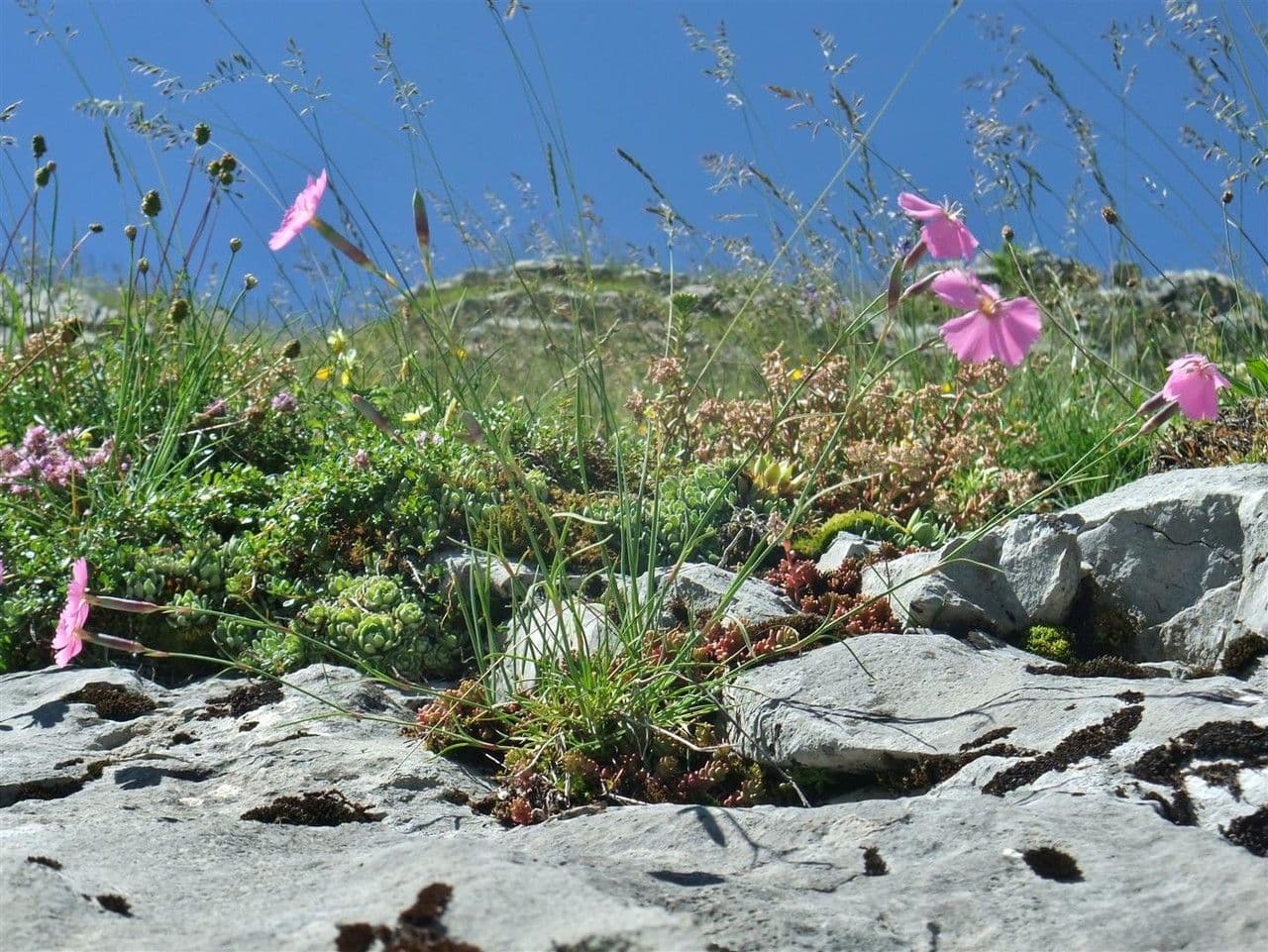 Garofano selvatico 10