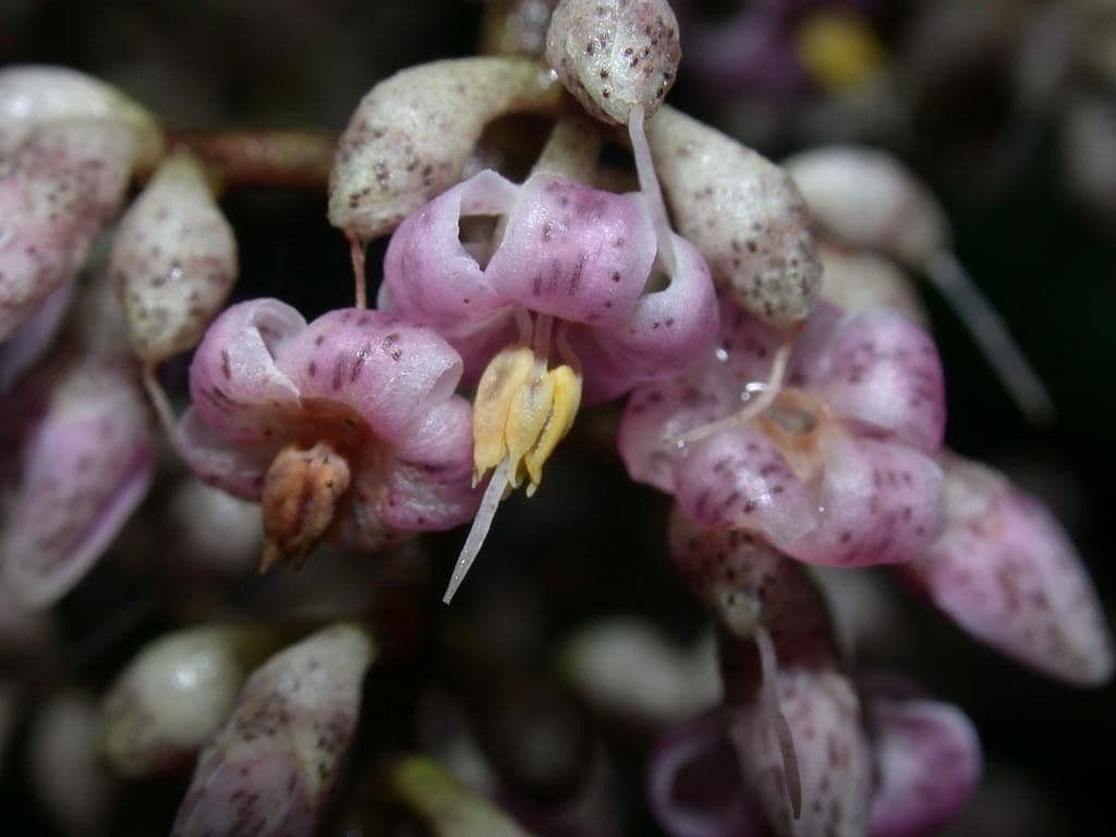 Ardisia 10