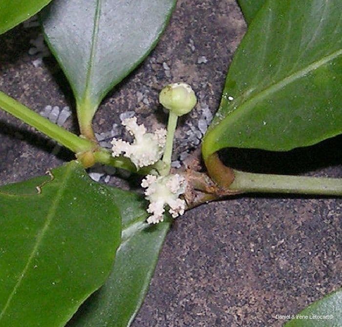Garcinia 6