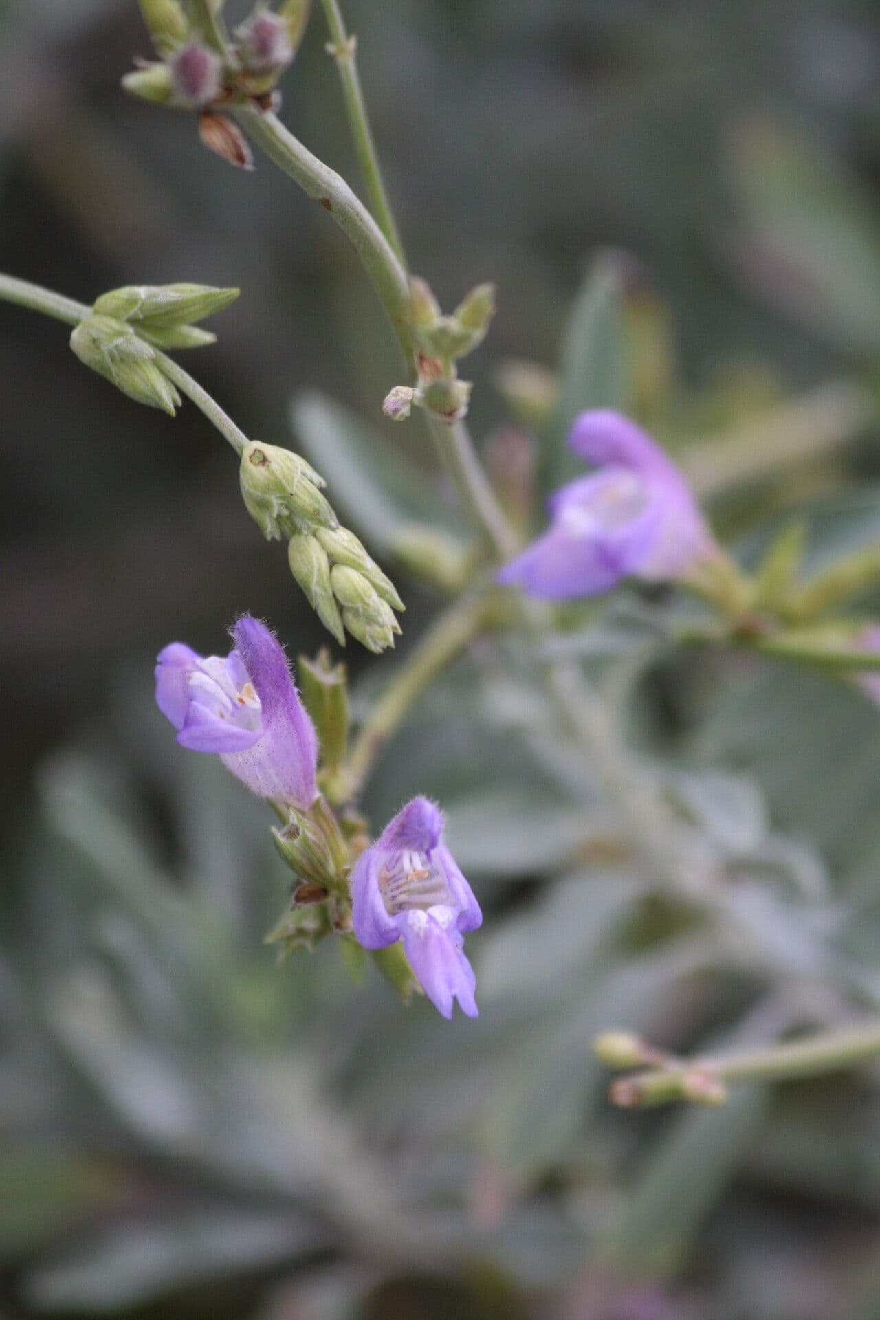 Salvia